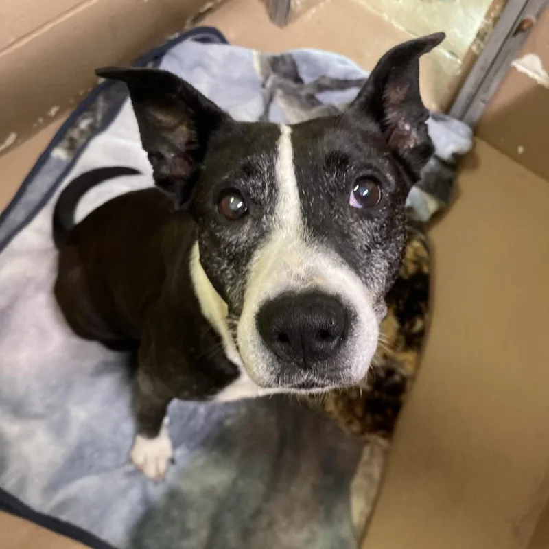 A senior medium-sized female Black American Staffordshire Terrier dog named Wilma for adoption in Caryville, TN