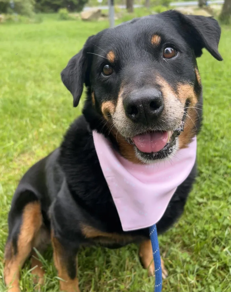 A young medium-sized female Rottweiler dog named Mirage Bailey for adoption in Rockaway, NJ