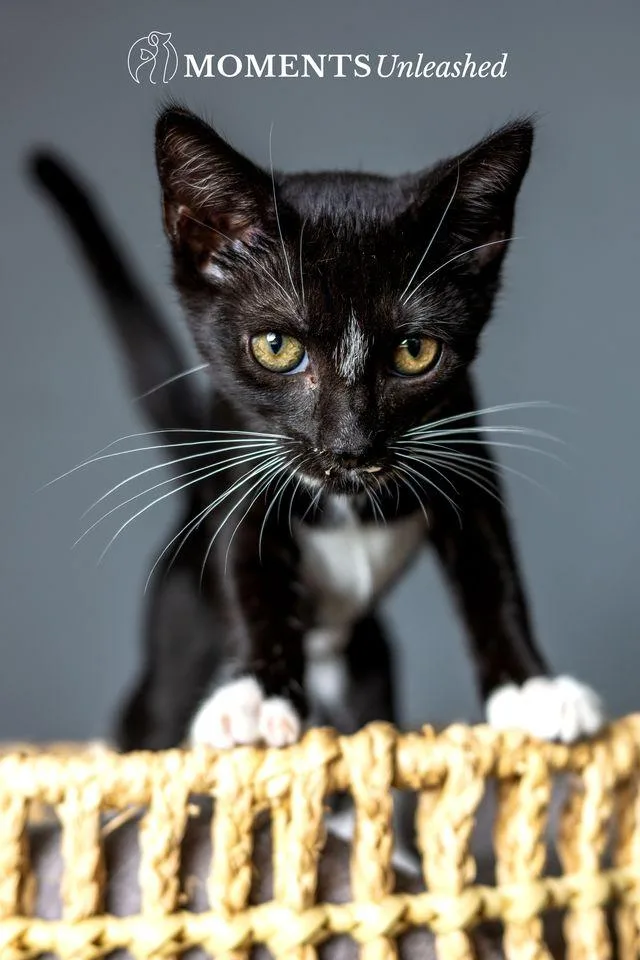 A baby small-sized female Black & White / Tuxedo Domestic Short Hair cat named Maxie for adoption in Myakka City, FL