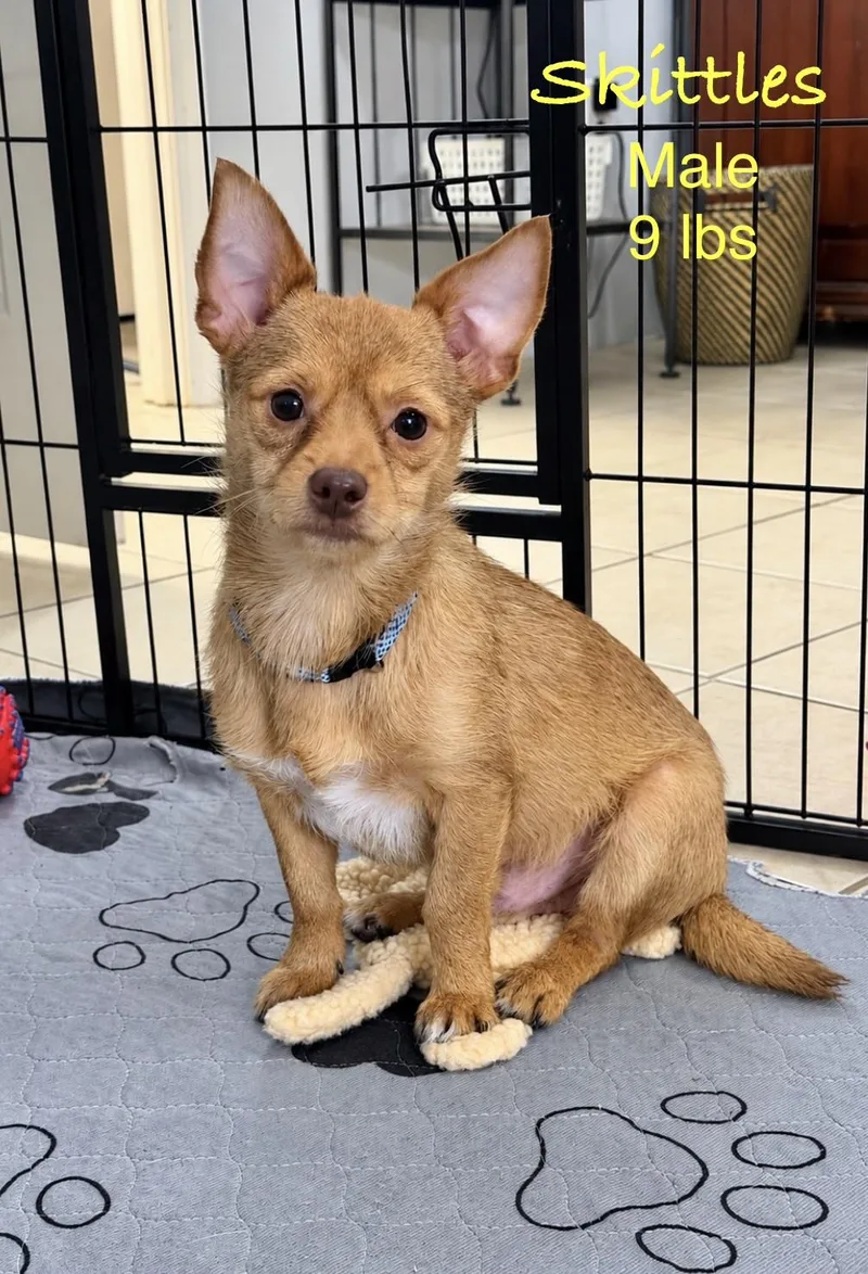 A young small-sized male Apricot / Beige Terrier dog named Skittles for adoption in Kings Mountain, NC