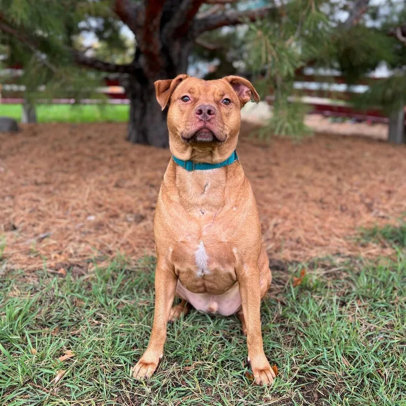 An adult medium-sized male Yellow / Tan / Blond / Fawn Pit Bull Terrier dog named Harley for adoption in Fargo, ND