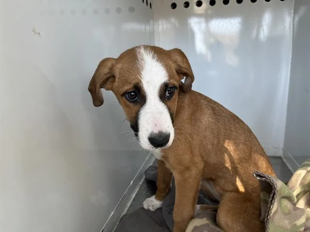 A baby small-sized female Boxer dog named Pixie for adoption in Modesto, CA