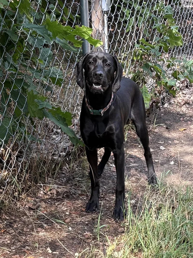 A young large-sized male Black Labrador Retriever dog named Koba for adoption in Big Rapids, MI