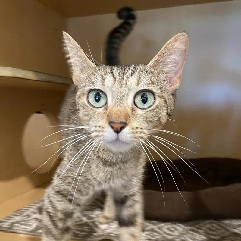 An adult medium-sized female Torbie Domestic Short Hair cat named Egg for adoption in Washington Township, OH