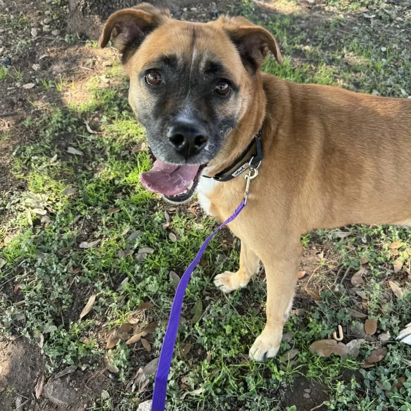 An adult medium-sized female Black Mouth Cur dog named Nala for adoption in Austin, TX