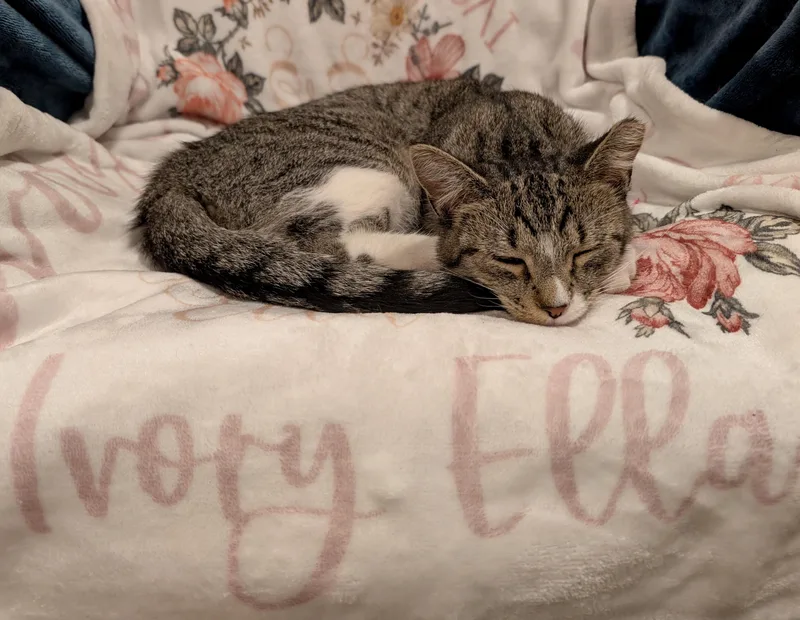 Ivory Ella thumbnail 3
