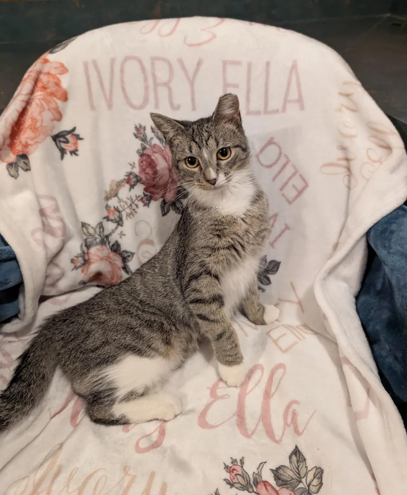 Ivory Ella thumbnail 5