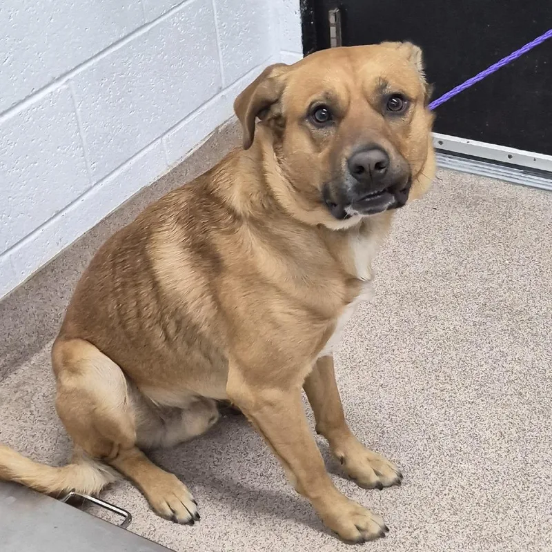 A young small-sized male Brown / Chocolate Mixed Breed dog named Andrew for adoption in Ardmore, OK