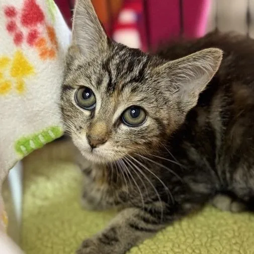 A baby small-sized female Domestic Short Hair cat named Dawn Bellwether for adoption in Los Angeles, CA