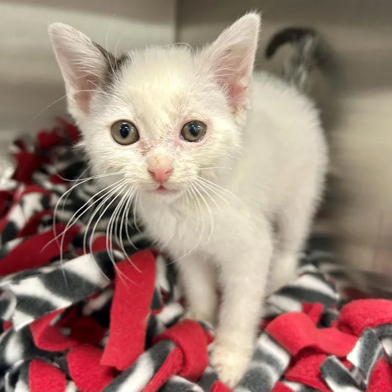 A baby small-sized female White Domestic Short Hair cat named Weebs for adoption in San Gabriel, CA