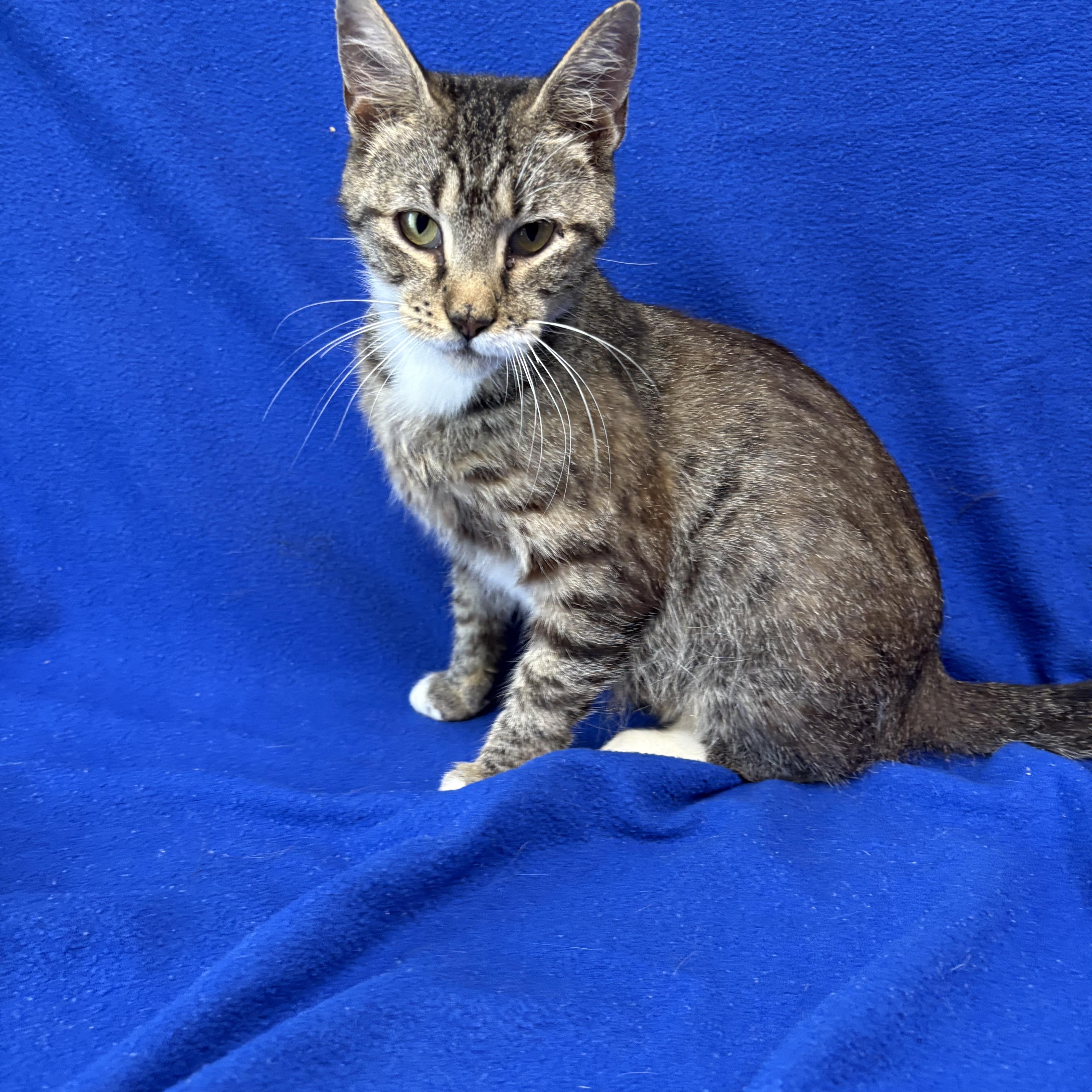 A young medium-sized female Tabby (Brown / Chocolate) Domestic Short Hair cat named Sophie for adoption in Valdosta, GA