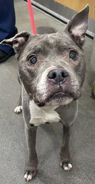 A senior medium-sized female Pit Bull Terrier dog named Brandy for adoption in Upper Marlboro, MD