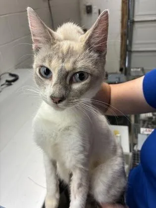 An adult small-sized female Domestic Short Hair cat named Two for adoption in Gainesville, FL