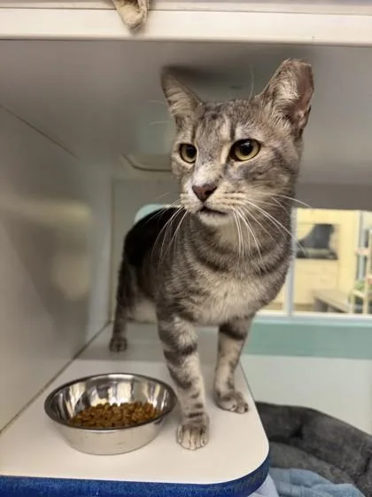 An adult medium-sized male Domestic Short Hair cat named Slim Pickens Klietz for adoption in Vero Beach, FL