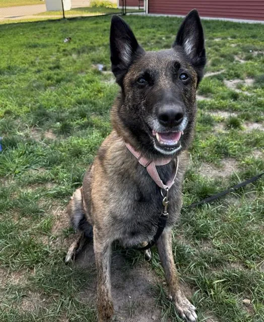 An adult large-sized female Dutch Shepherd dog named Desdamona for adoption in Methuen, MA