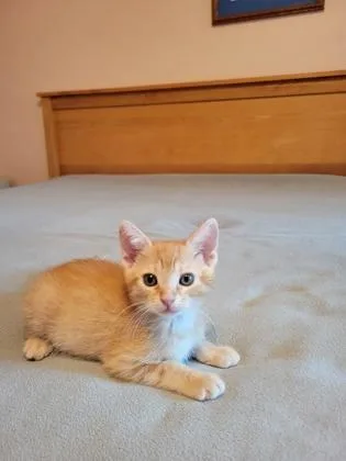 a Simon