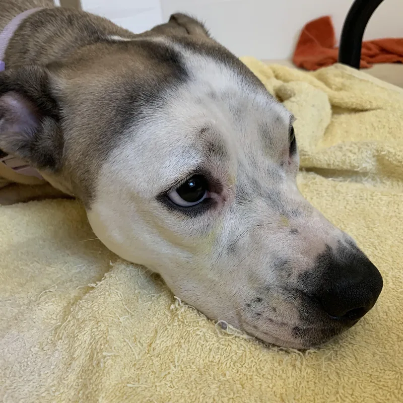 A young medium-sized female Apricot / Beige American Staffordshire Terrier dog named Miley for adoption in Torrance, CA