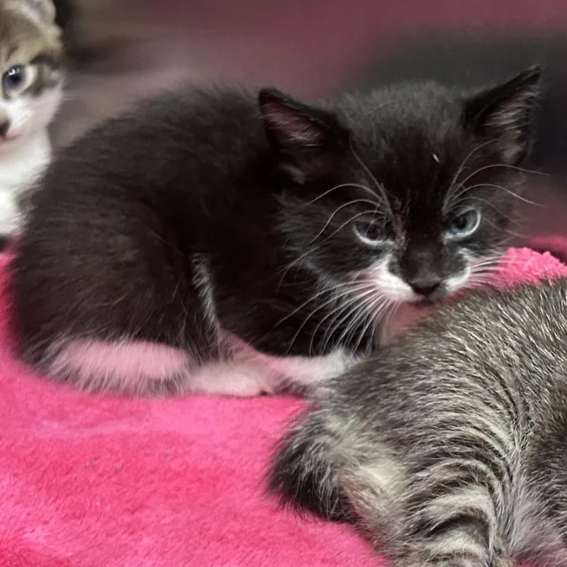 A baby small-sized female Black Domestic Short Hair cat named Stray Maple St for adoption in Roxboro, NC
