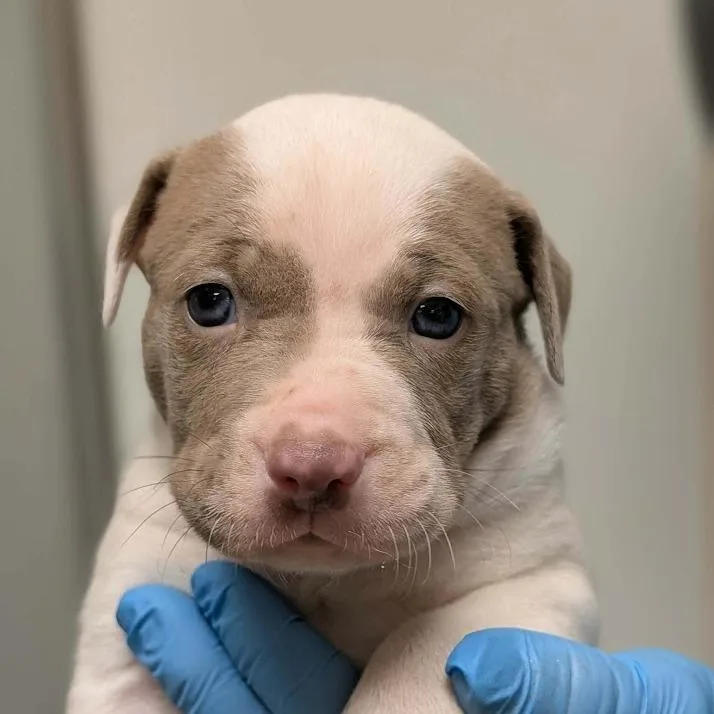 A baby small-sized male White / Cream Boxer dog named Brody for adoption in North Charleston, SC
