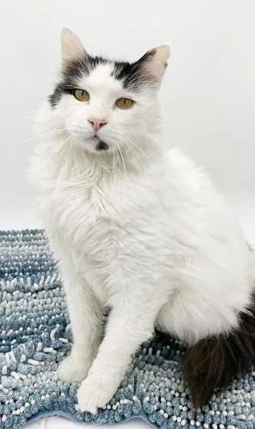 Oreo Is Only The thumbnail 2