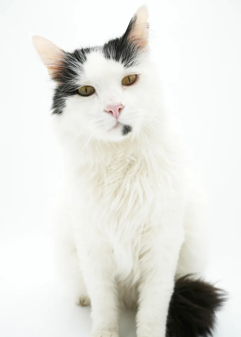 Oreo Is Only The thumbnail 3