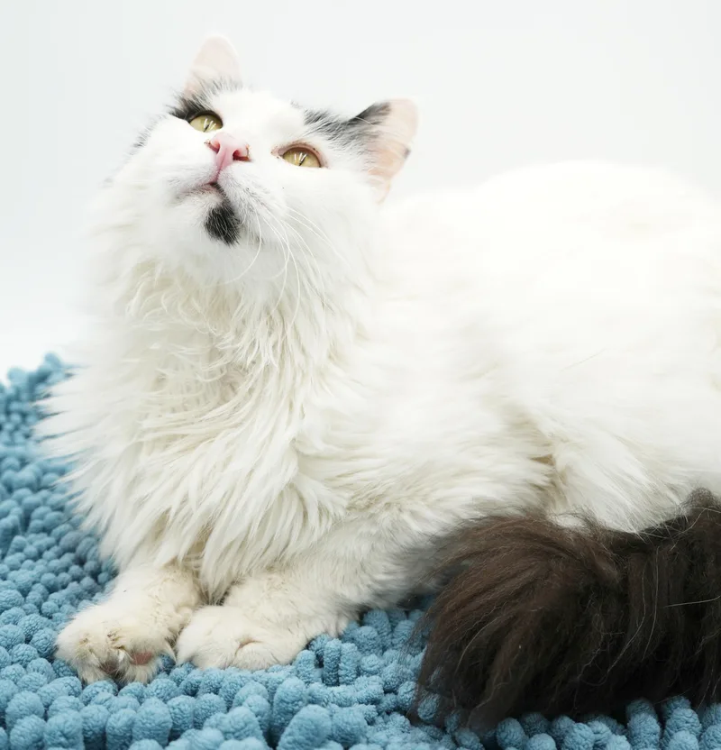 Oreo Is Only The thumbnail 4