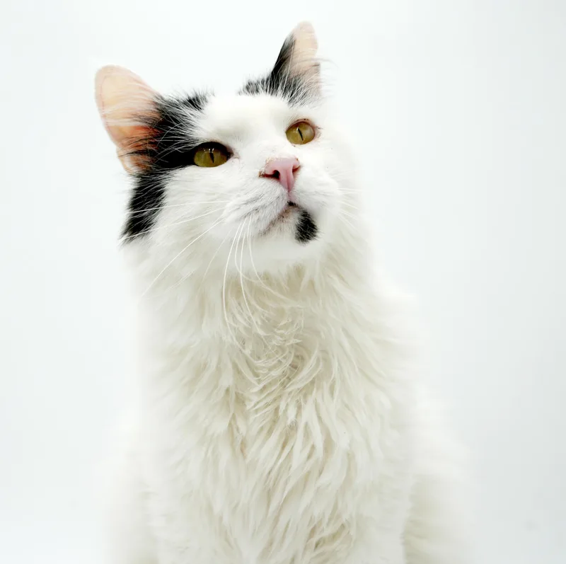 Oreo Is Only The thumbnail 5