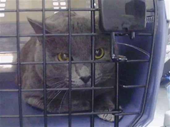 An adult small-sized male Domestic Long Hair cat named A for adoption in Charlotte, NC