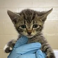 A baby small-sized male Gray / Blue / Silver Domestic Short Hair cat named Splash for adoption in Lucedale, MS