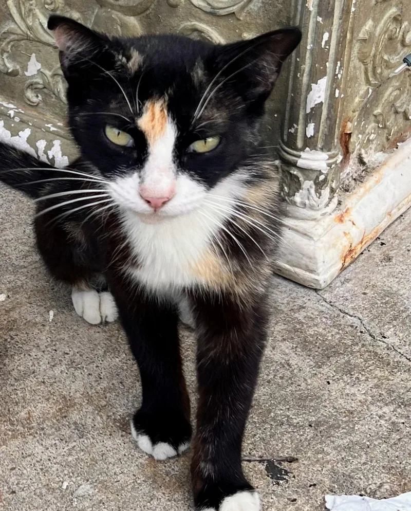 An adult medium-sized female Dilute Tortoiseshell Domestic Short Hair cat named Cali for adoption in Pearland, TX