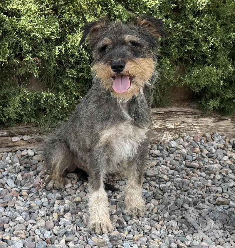 A young small-sized male Gray / Blue / Silver Miniature Schnauzer dog named Legendary Lil Mr Luigi for adoption in Albuquerque, NM