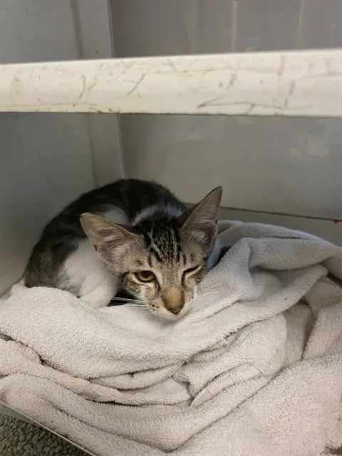 A young small-sized male Domestic Short Hair cat named Barry for adoption in Miami, FL