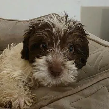 A baby small-sized male White / Cream Dachshund (Miniature Long Haired) dog named Moon for adoption in Manvel, TX