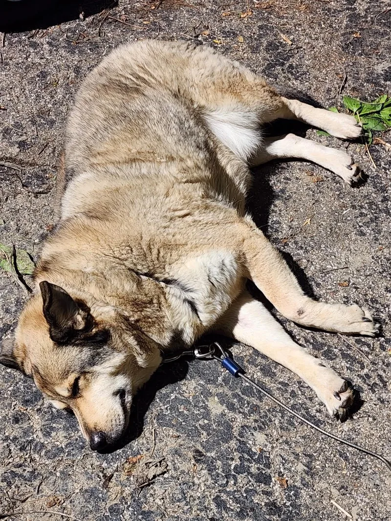 A senior large-sized male Tricolor (Brown, Black, & White) Husky dog named Muttley  Courtesy Listing for adoption in Attica, MI