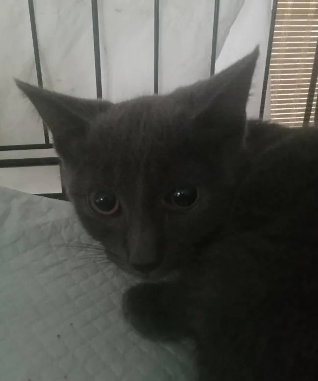 A baby medium-sized male Gray / Blue / Silver Domestic Short Hair cat named Godzilla for adoption in North Haledon, NJ