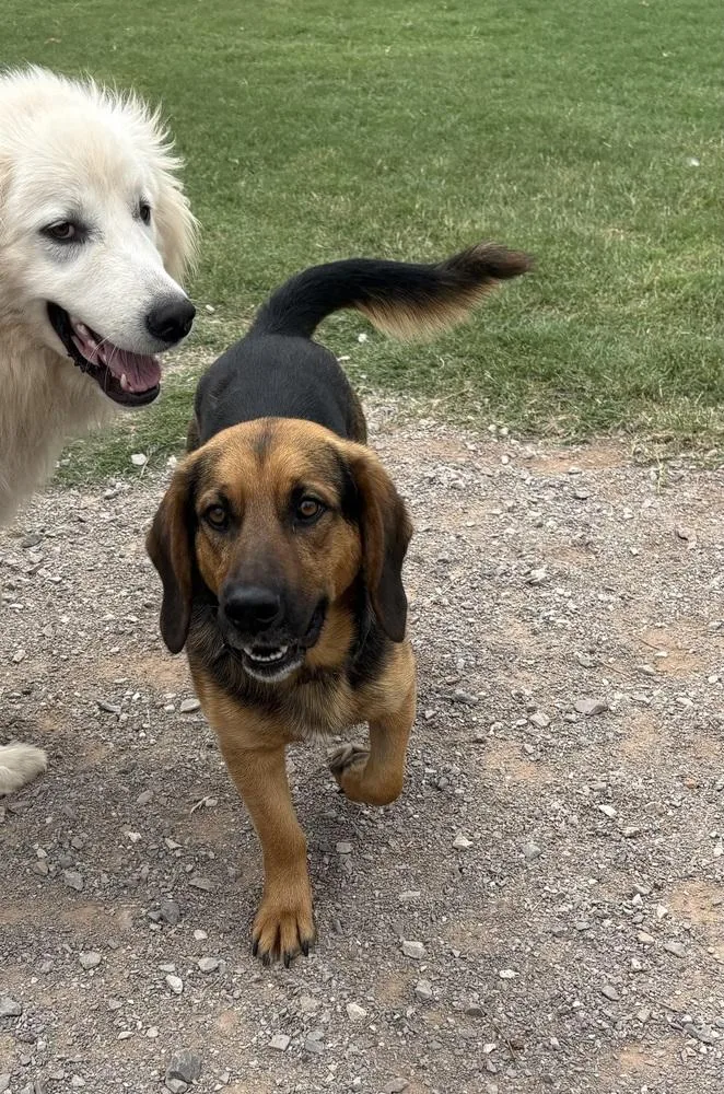 A young medium-sized male Tricolor (Brown, Black, & White) Hound dog named Costello for adoption in Deerfield, WI