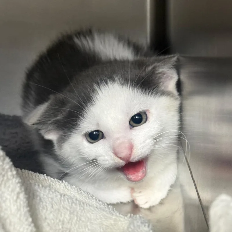 A baby small-sized male Gray / Blue / Silver Domestic Short Hair cat named Flash for adoption in Normal, IL