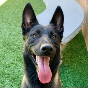 A young medium-sized male Sable Belgian Shepherd / Malinois dog named Save Me Please Troy for adoption in San Marcos, CA
