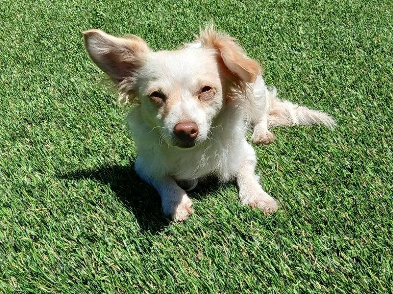 An adult small-sized female Chihuahua dog named Sugar for adoption in San Francisco, CA
