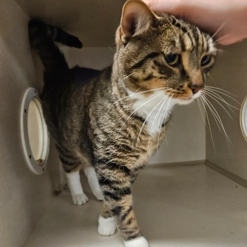 An adult large-sized male Brown / Chocolate Domestic Short Hair cat named Tig for adoption in Conway, NH