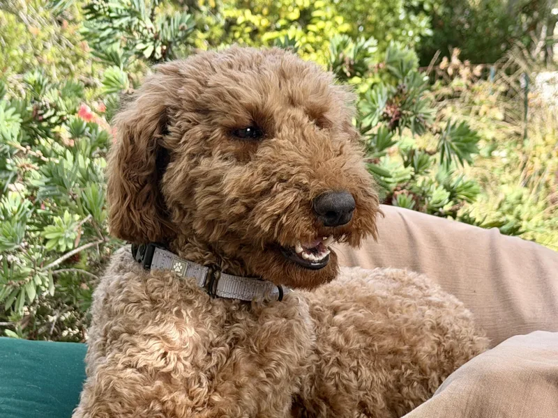 A young medium-sized female Red / Chestnut / Orange Standard Poodle dog named KaihaLuLu aka Lulu for adoption in Sunset Beach , CA