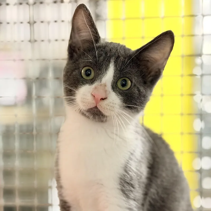 A baby medium-sized male Gray & White Domestic Short Hair cat named Creek for adoption in Jackson, NJ