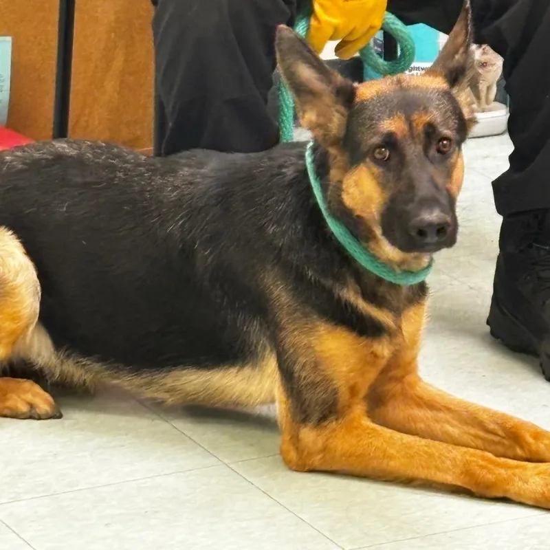 A young medium-sized female Black German Shepherd Dog dog named Leslie for adoption in Philadelphia, PA