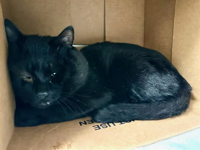 A young medium-sized male Domestic Short Hair cat named Larb for adoption in Boston, MA