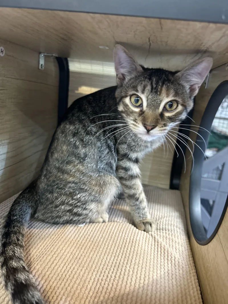 Buttercup thumbnail 2