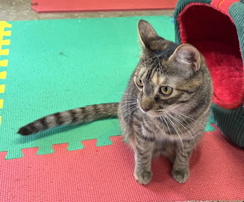 Buttercup thumbnail 4