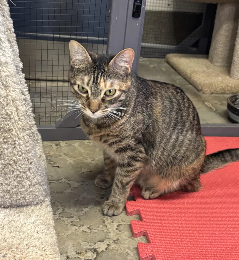 Buttercup thumbnail 5