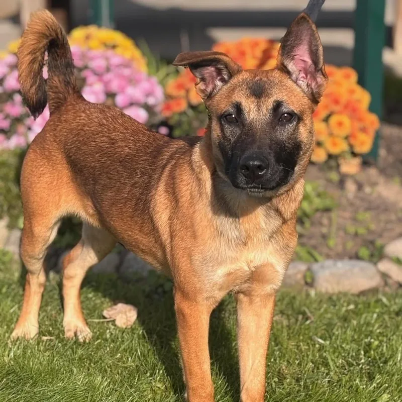 A baby medium-sized female German Shepherd Dog dog named Harper for adoption in Batavia, NY