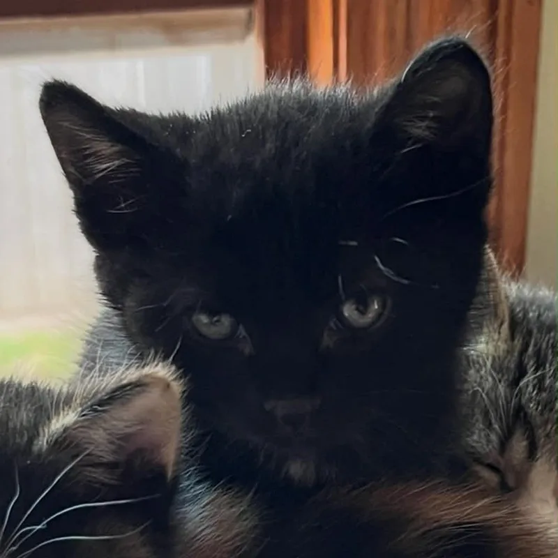 A baby medium-sized male Domestic Short Hair cat named Clarke for adoption in Port Washington, WI