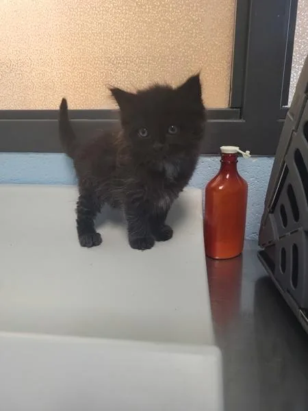 A baby small-sized male Domestic Short Hair cat named Kc for adoption in Lawrenceville, GA